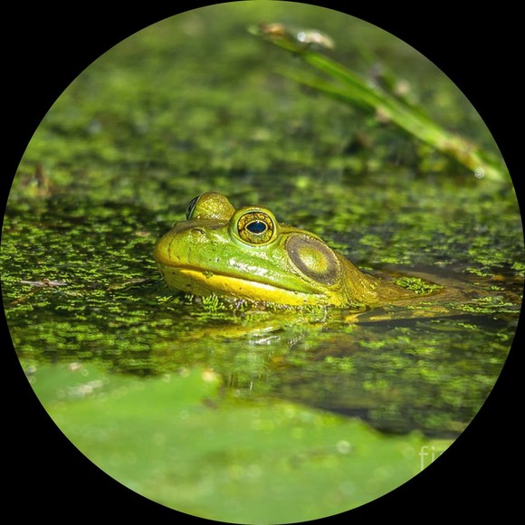bayou_queen